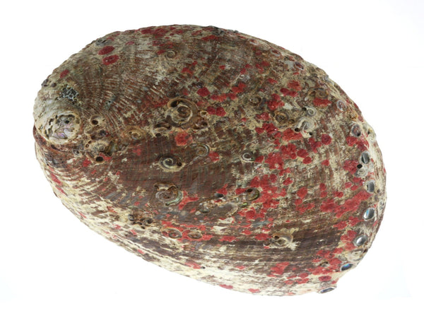 Abalone Shell