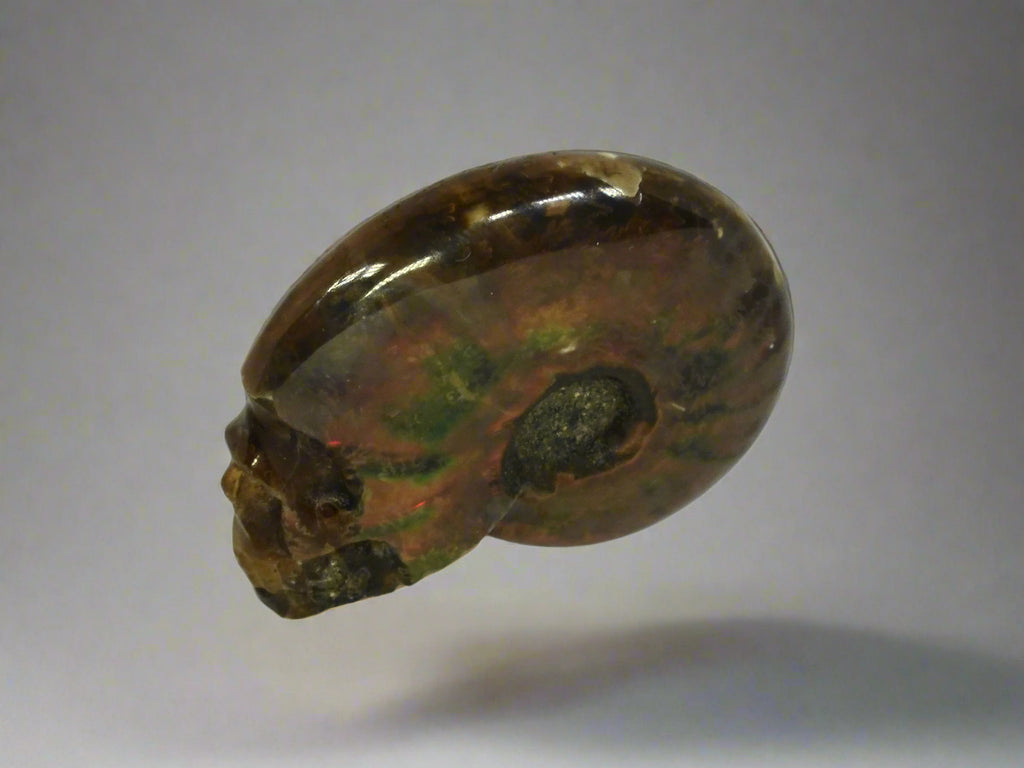 Skull - Ammonite