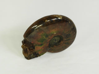 Skull - Ammonite