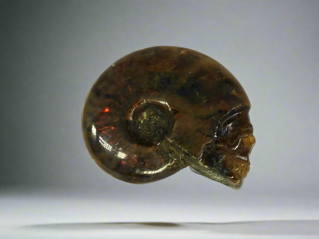 Skull - Ammonite
