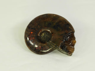 Skull - Ammonite