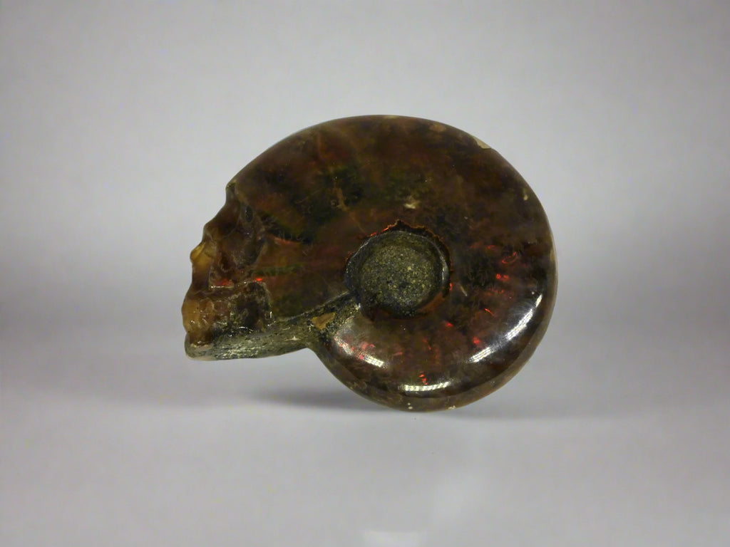 Skull - Ammonite