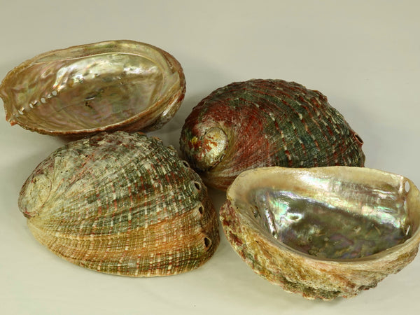 Abalone Shell