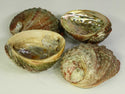 Abalone Shell